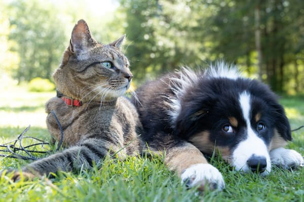 Blended Families include Pets!
